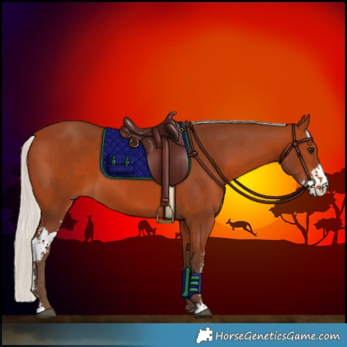 Horse Color:Silver Bay Sabino 