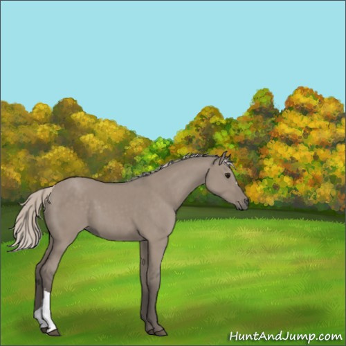 Horse Color:Silver Grullo 