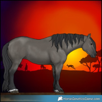 Horse Color:Grullo 