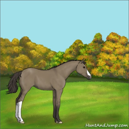 Horse Color:Smoky Grullo 
