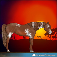 Horse Color:White Spotted Chestnut Splash