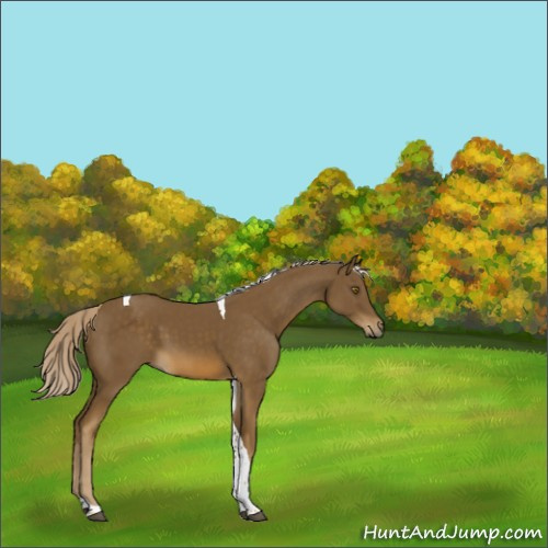 Horse Color:Chocolate Palomino Tobiano 