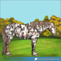 Horse Color:Gold Champagne Near Leopard  and Liver Chestnut Near Leopard 