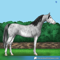 Horse Color:Blue Ice Roan  and Blue Ice Roan Splash 