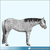 Horse Color:Blue Ice Roan and Blue Ice Roan Splash
