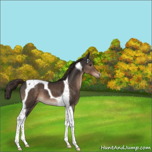 Horse Color:Liver Chestnut Tobiano 