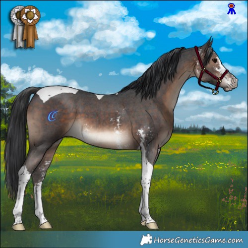 Horse Color:Brown Sabino Tobiano 