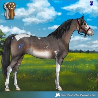 Horse Color:Brown Sabino Tobiano 