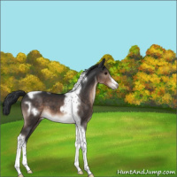 Horse Color:Brown Tobiano Frame 