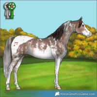 Horse Color:Liver Chestnut Sabino Tobiano 