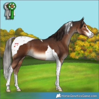 Horse Color:Liver Chestnut Sabino Tobiano 