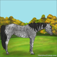 Horse Color:Blue Ice Roan  and Gray Blue Ice Roan 