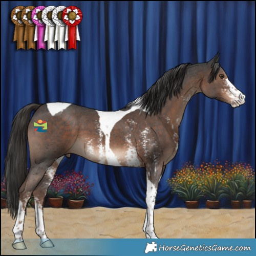 Horse Color:Liver Chestnut Sabino Tobiano 