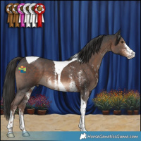 Horse Color:Liver Chestnut Sabino Tobiano 