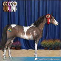 Horse Color:Liver Chestnut Sabino Tobiano 