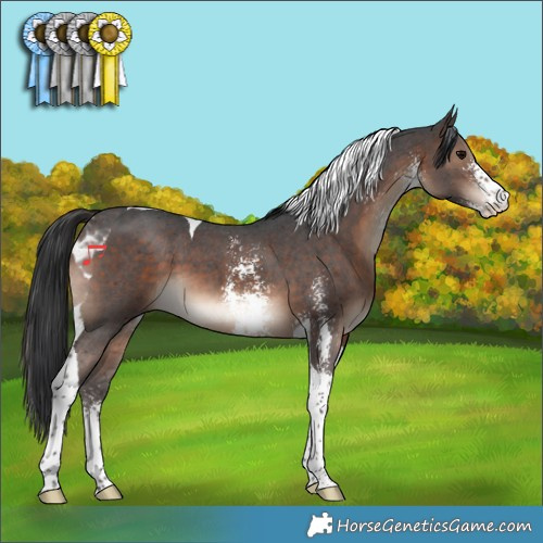 Horse Color:Brown Sabino Tobiano 