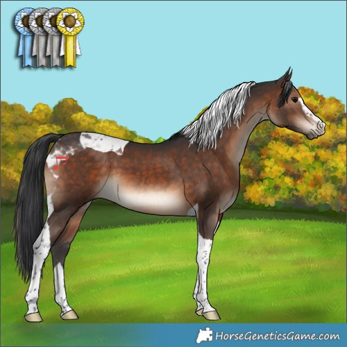 Horse Color:Brown Sabino Tobiano 