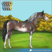 Horse Color:Brown Sabino Tobiano