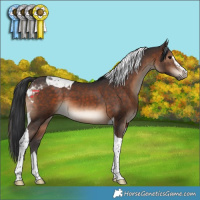 Horse Color:Brown Sabino Tobiano 