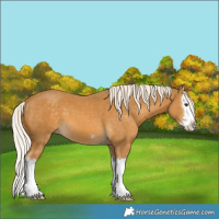 Horse Color:Palomino Splash 