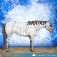 Horse Color:Blue Ice Roan  and Blue Ice Roan Appaloosa 