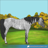Horse Color:Blue Ice Roan  and Blue Ice Roan 