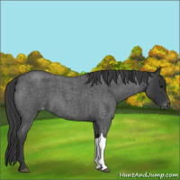 Horse Color:Blue Roan Appaloosa