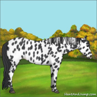 Horse Color:Blue Roan Leopard 