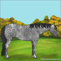 Horse Color:Blue Ice Roan and Blue Ice Roan