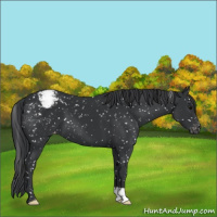 Horse Color:Black Snowcap 
