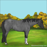 Horse Color:Blue Roan Tobiano