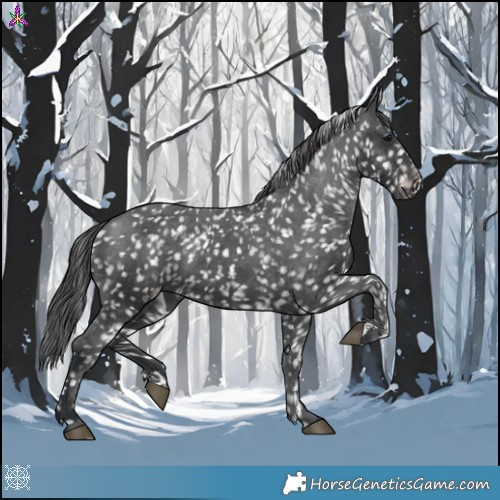 Horse Color:Black Appaloosa 