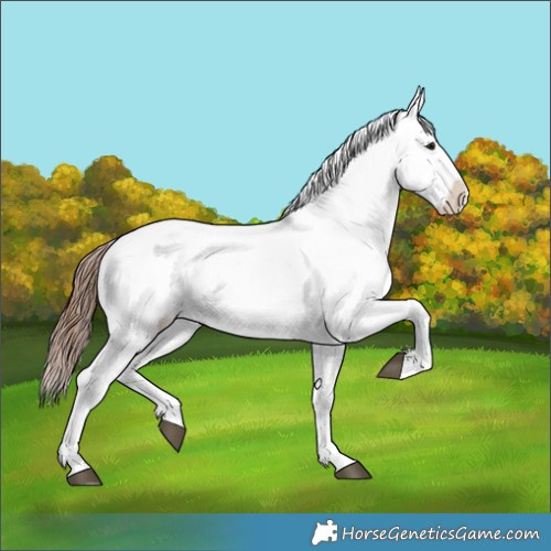 Horse Color:Bay Dun Appaloosa 
