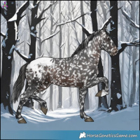Horse Color:Brown Appaloosa 