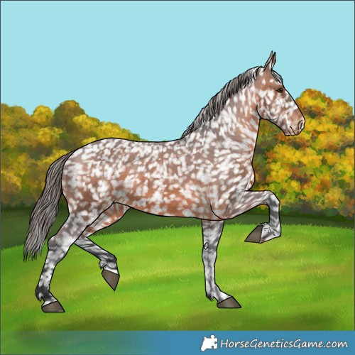 Horse Color:Brown Appaloosa 