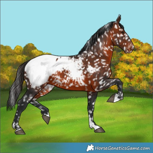 Horse Color:Brown Appaloosa 