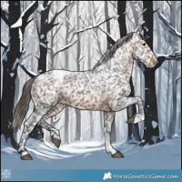 Horse Color:Brown Appaloosa 