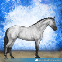 Horse Color:Blue Ice Roan  and Blue Roan 