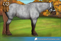 Horse Color:Liver Red Roan Rabicano 
