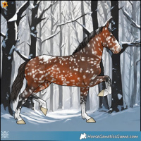Horse Color:Bay Appaloosa 