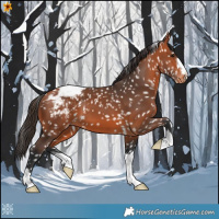 Horse Color:Bay Appaloosa 
