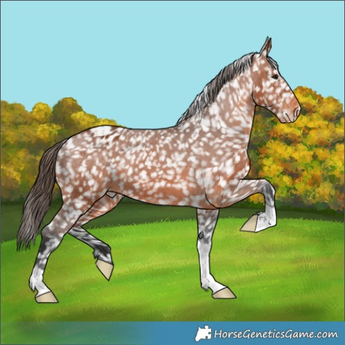 Horse Color:Bay Appaloosa 