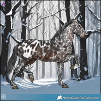 Horse Color:Brown Appaloosa 