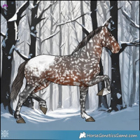 Horse Color:Brown Appaloosa