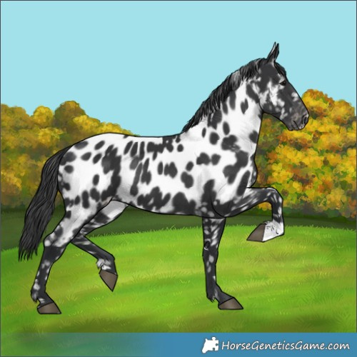Horse Color:Black Appaloosa 