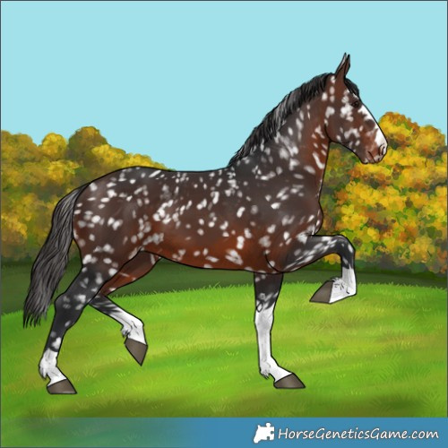 Horse Color:Brown Appaloosa 