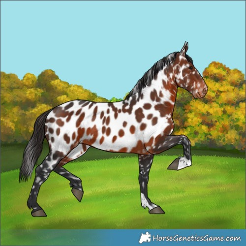 Horse Color:Brown Appaloosa 