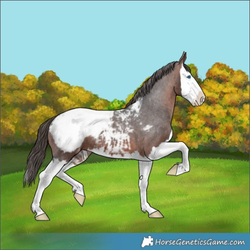 Horse Color:Bay Splash Appaloosa 