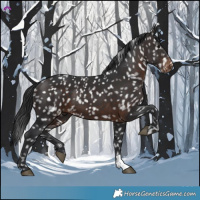 Horse Color:Brown Appaloosa 