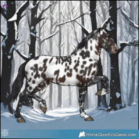 Horse Color:Brown Appaloosa 